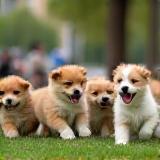 Groupe de chiots qui jouent